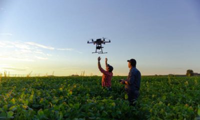 Drone in a soybean field,